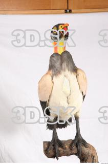 Exotic bird 0001